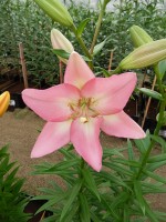 [4077 Moleto VH No102.JPG]